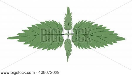A Green Nettle Bush With Venation Om White Background