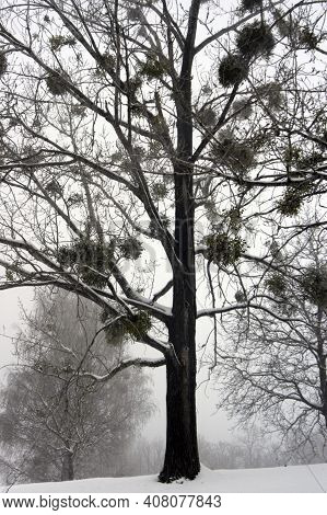 Mistletoe Growing On A Tree
