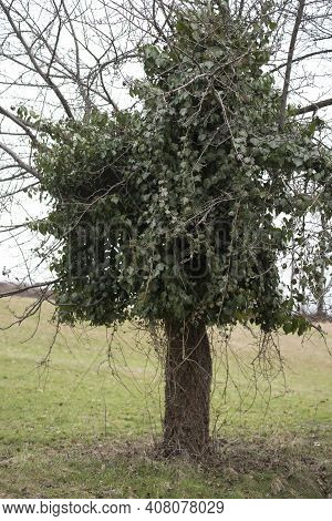 Ivy Growing On A Tree