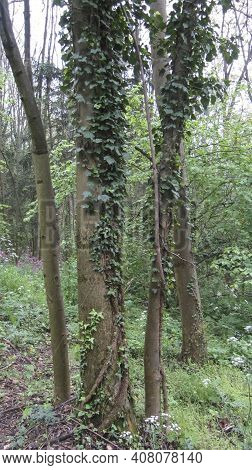Ivy Growing On A Tree