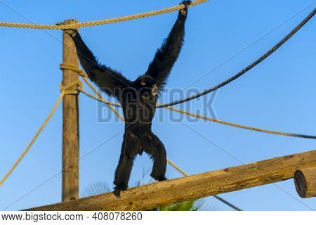 A Siamang Is Walking On A Tree Log