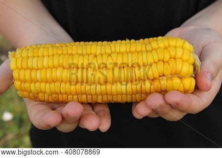 A Teenage Boy Holds A Fresh, Yellow, Sweet Corn In His Hands. The Concept Of Agriculture.natural And