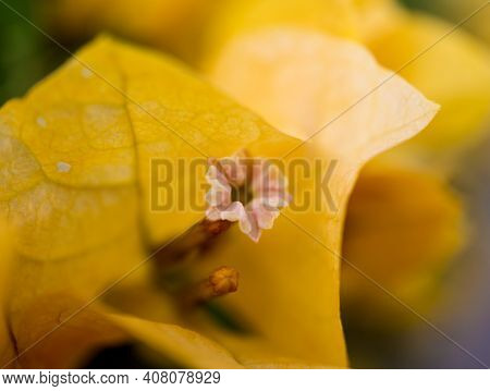 Yellow Flowers On The Bush At Summer Teracce In The Garden