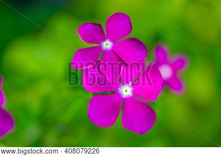 Flowers On Sunny Blurred Nature Spring Summer Background. Summer Scene With Beautiful Flowers Of Pur