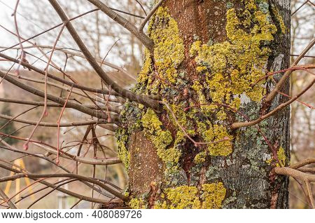 Close-up Of The Trunk Of A Tree With Leafless Twigs In Winter, The Bark Is Grown With Foliose Lichen