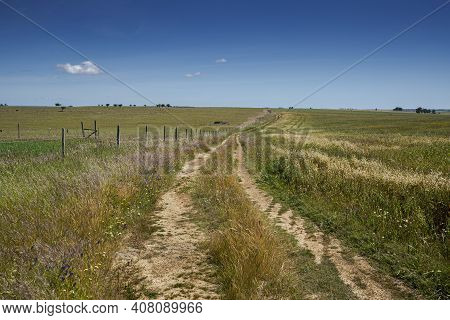 Extensive Dry Farming Of Cereals In The Castro Verde Special Protection Area. It Is The Most Represe
