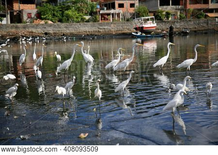 White Heron, Ardea Alba