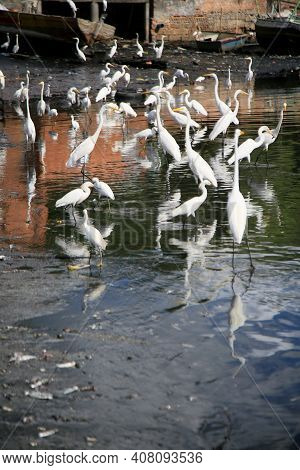 White Heron, Ardea Alba