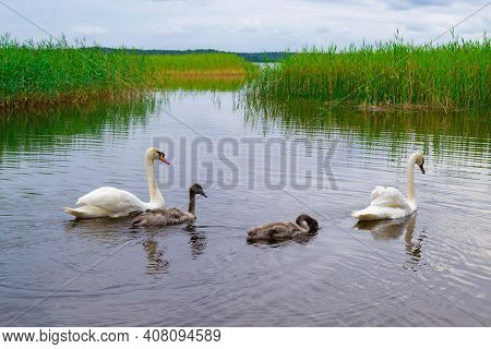 Family Of Swans On Lake Usmas In Latvia. Two White Adult And Two Small Swan Baby Swim In The Water. 