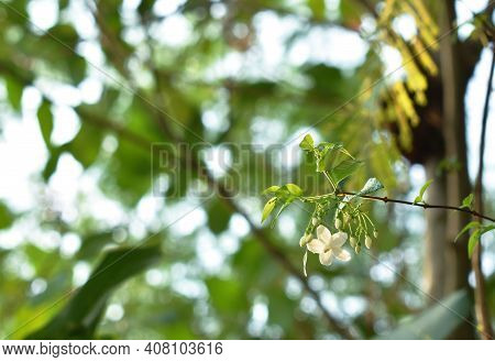 Wild Water Plum White Flower Hanging On Branch Flowing From Wind Blow In Garden With Sunset