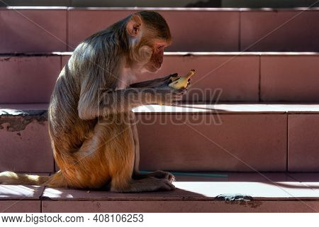 Macaque On Mount Popa Staircase Peeling A Banana, Myanmar. Mount Popa Is A Pilgrimage Site Were Maca