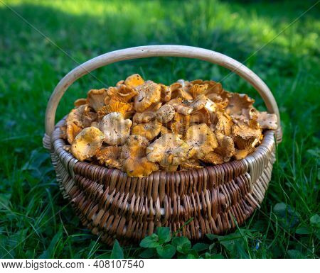 Freshly Cut Chanterelle Foraged Raw Wild Edible Mushrooms In Busket