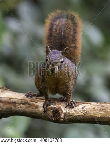 A Curious Squirrel Staring Out From A Dead Log