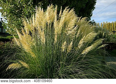 Beautiful Miscanthus Shrub In The Wind And Sunlight Of Patagonia, Argentina