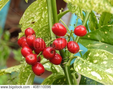 Red Berries On A Bush During The Winter Time
