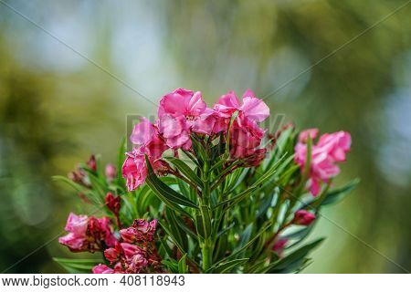 Selective Focus. Blooming Pink Oleander Flowers (oleander Nerium)on A Blurred Background. Pink Flowe