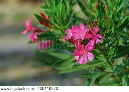 Selective Focus. Blooming Pink Oleander Flowers (oleander Nerium)on A Blurred Background. Pink Flowe