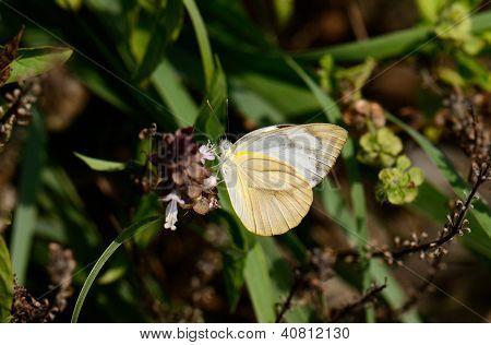 Comuni Albatross farfalla (appias Albina)