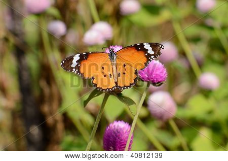 Düz Tiger kelebek (danaus Chrysippus)