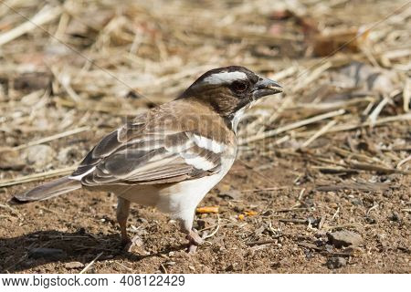 White-browed Sparrow-weaver (plocepasser Mahali) Standing On The Ground Foraging In Hwange National 