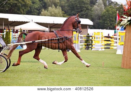 Hevonen kulkee Ring
