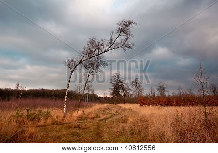 Bříza na divoké louky v Dwingelderveld