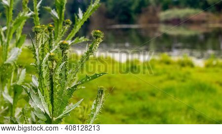 Thistle Thickets On The River Bank, Thistle - A Medicinal Plant