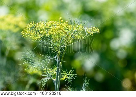 Growing Dill. Dill In The Garden. Umbelliferous Aromatic Eurasian Plant
