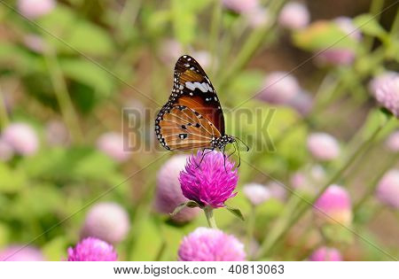 Düz Tiger kelebek (danaus Chrysippus)