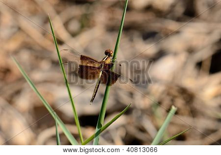 Neurothemis Tullia Ssp. Tullia olgunlaşmamış erkek