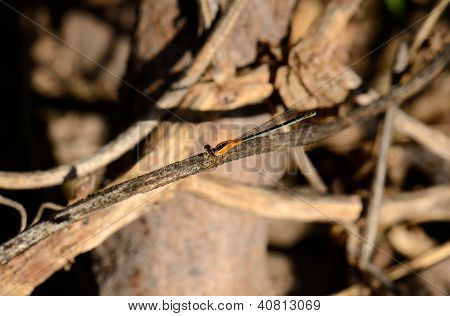 Ischnura Senegalensis