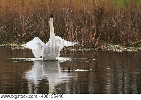 White Nute Swan Flapping Wings In Small Lake