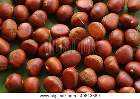 Castanea