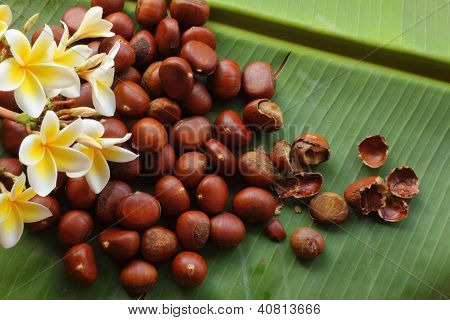 Castanea