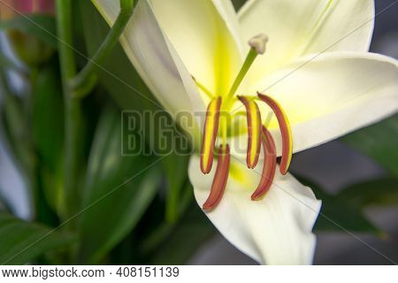 Lily Flower Macro, Opened Flower  Liriumc Lose-up.