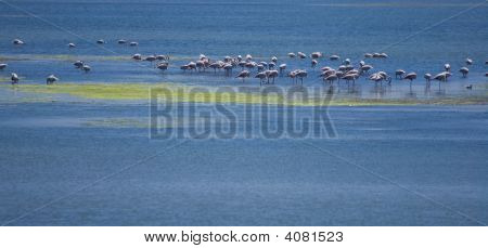 สีชมพู Flamingos ฝรั่งเศสใต้