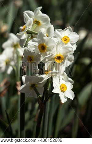 Narcissus Multiflorous (tazetta) - Spring White Flowers, Background. Blooming Unusual Daffodils