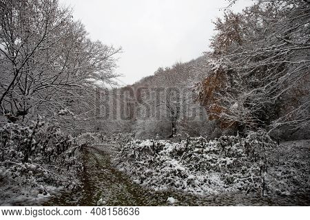Winter Trees In Mountains Covered With Fresh Snow. Beautiful Landscape With Branches Of Trees Covere