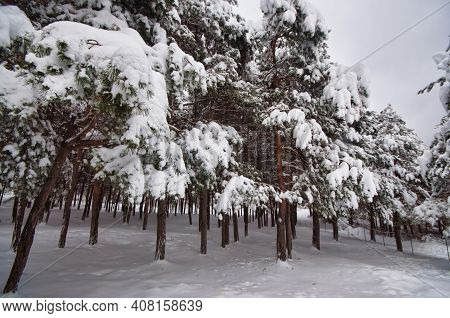 Winter Trees In Mountains Covered With Fresh Snow. Beautiful Landscape With Branches Of Trees Covere