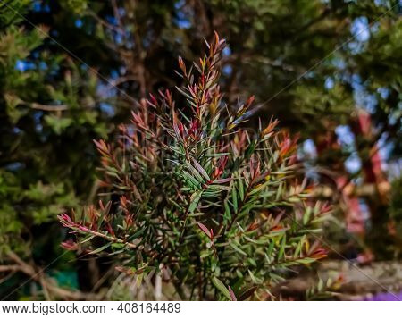 Melaleuca Linariifolia Is A Plant In The Myrtle Family Myrtaceae, And Is Endemic To Eastern Australi