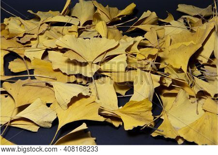 Dried Yellow Leaves Of Gingko Biloba Tree Isolated On Black Background. Maidenhair Tree. Gingko Bilo