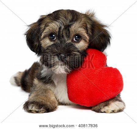 Milenka Valentine Havanese dorost pes