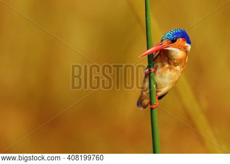 Malachite Kingfisher (corythornis Cristatus) Sitting On A Reed With Orange Backround By The River Ni