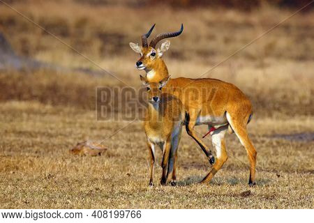 The Breeding Season With The Kob (kobus Kob) On The Plains With Flehmen Response Also Called The Fle