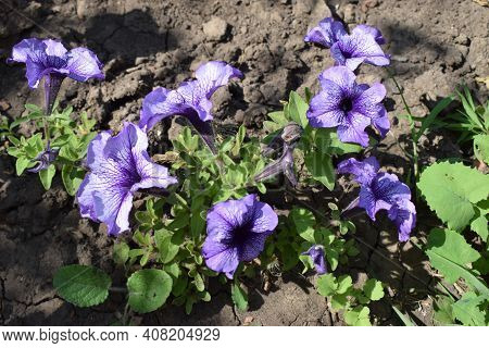 Petunia Large-flowered Limbo Blue Veined. Flower Of A Petunia One-year White And Violet Color In A G