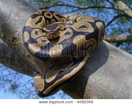 Ball Python