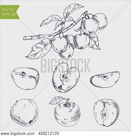 Hand Drawing Apples On Apple Tree Branch.
