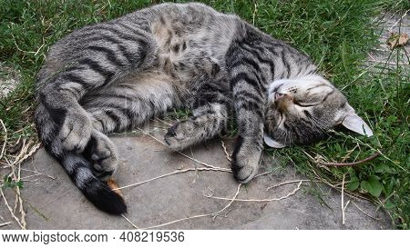 Cute Grey Tabby Cat With Closed Eyes Curl Up Napping Outdoors With Furry Belly Up. Young Cat With Lo