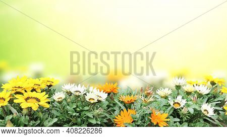 First spring wildflowers yellow, white and orange Adonis vernalis (Pheasant's eye). Sunny spring background flowers on flowerbed. Horizontal summer banner with False hellebore flower