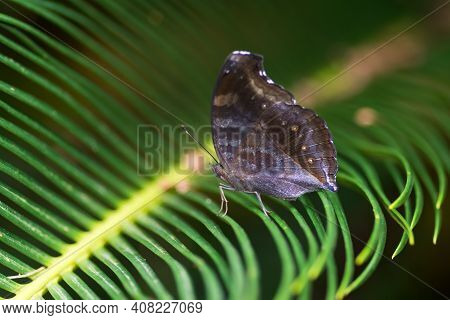 Chocolate Pansy (junonia Iphita) Resting On A Plant In The Garden.